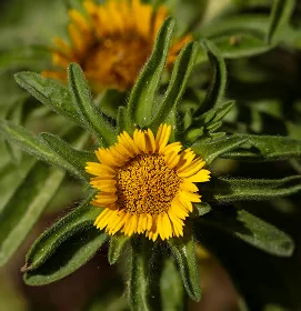 Close-up of a yellow arnica montana flower