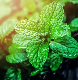 Fresh mint leaves covered in water droplets